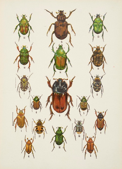 Chrząszcze (Beetles) Pl.09