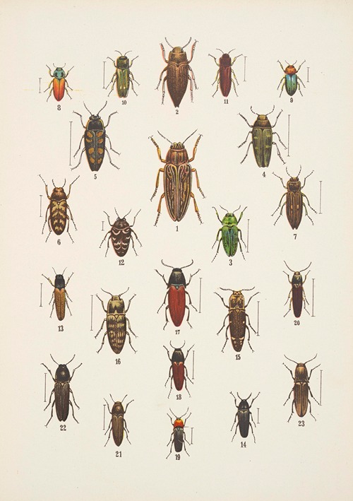 Chrząszcze (Beetles) Pl.10