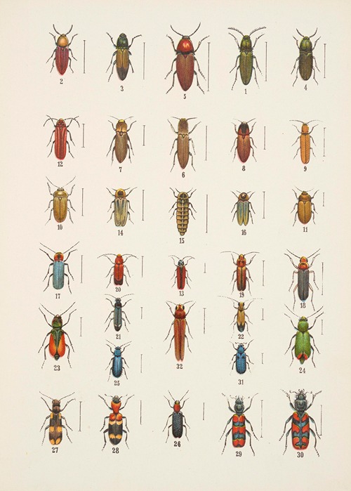 Chrząszcze (Beetles) Pl.11