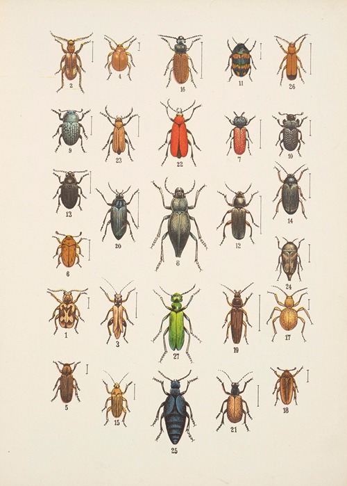 Chrząszcze (Beetles) Pl.12