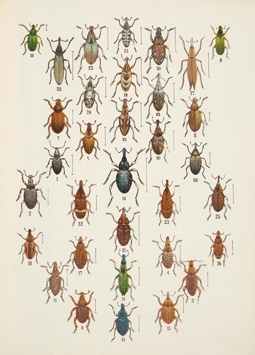 Chrząszcze (Beetles) Pl.13