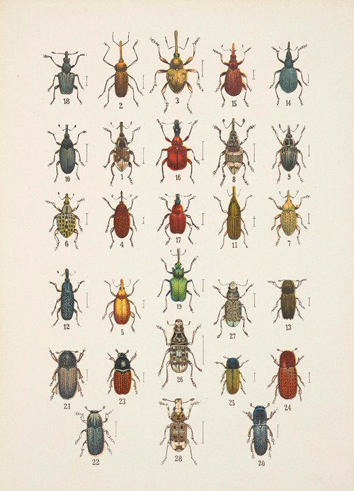 Chrząszcze (Beetles) Pl.14