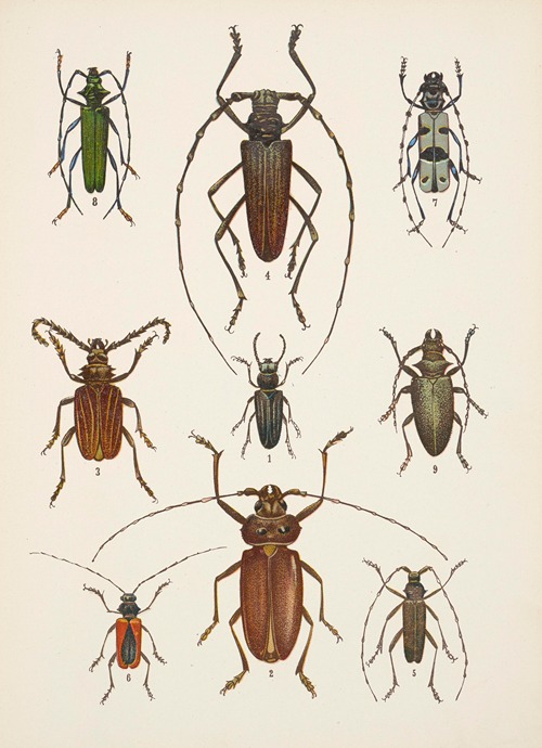 Chrząszcze (Beetles) Pl.15