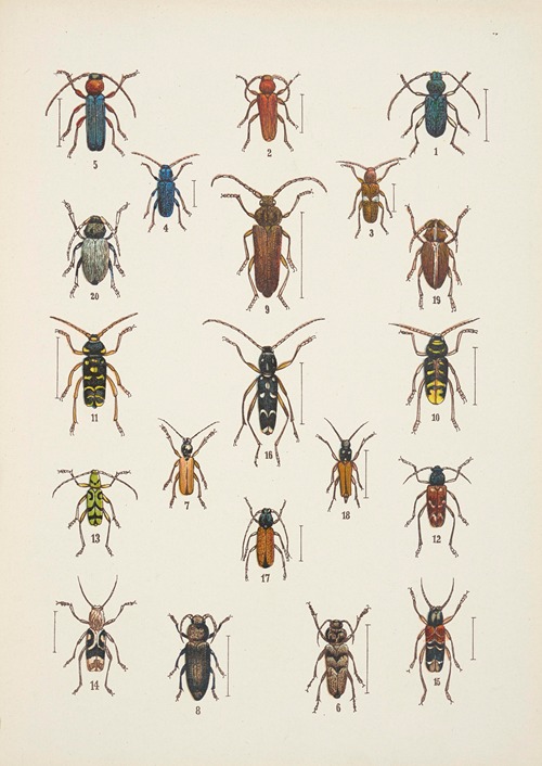 Chrząszcze (Beetles) Pl.16
