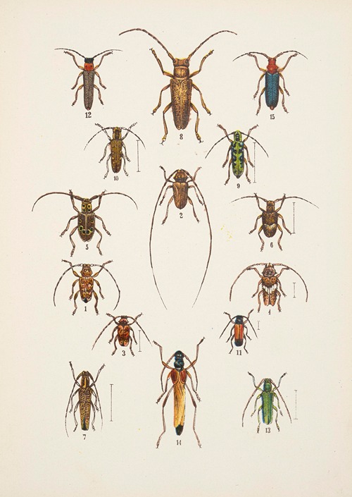 Chrząszcze (Beetles) Pl.17