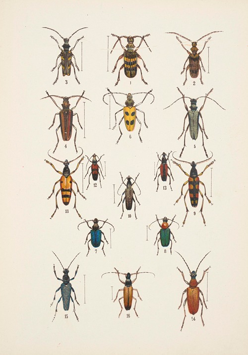Chrząszcze (Beetles) Pl.18