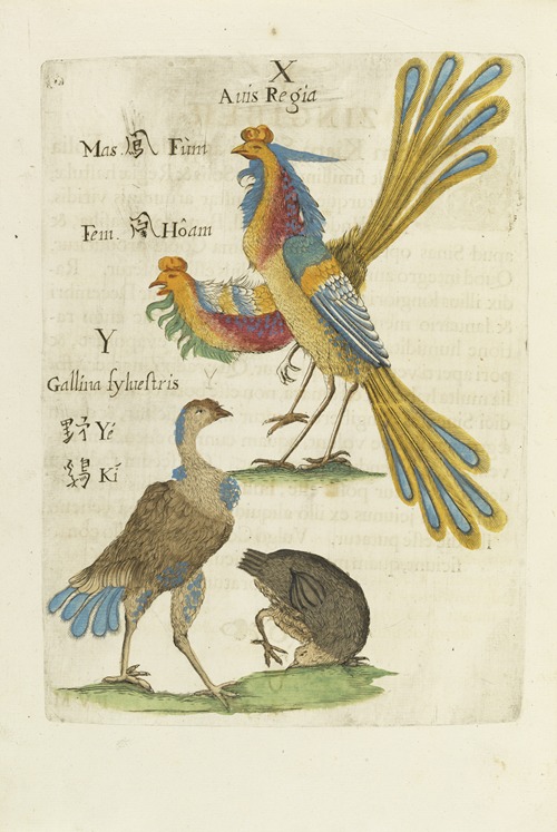 Aves Regiae
