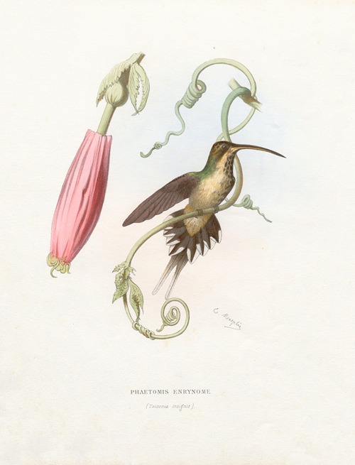Phaetomis Enrynome