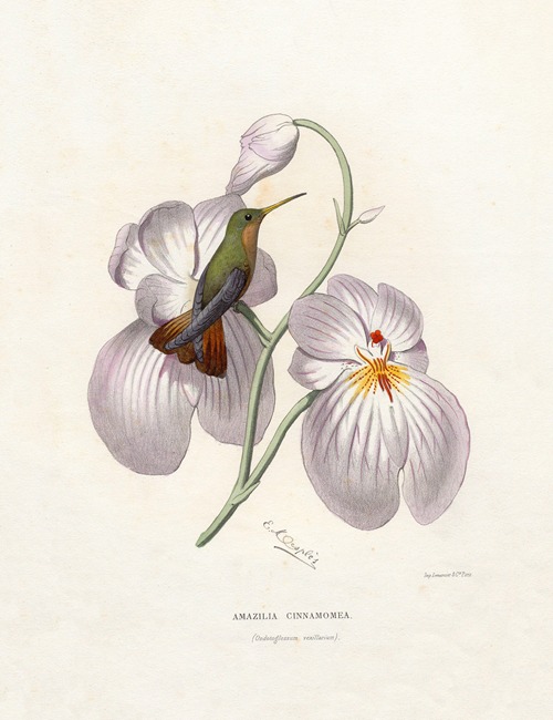 Amazilia Cinnamomea