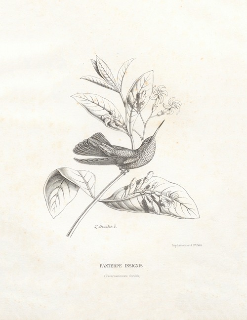 Panterpe Insignis