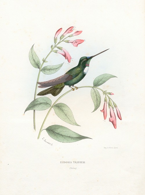 Eudosia Traviesi