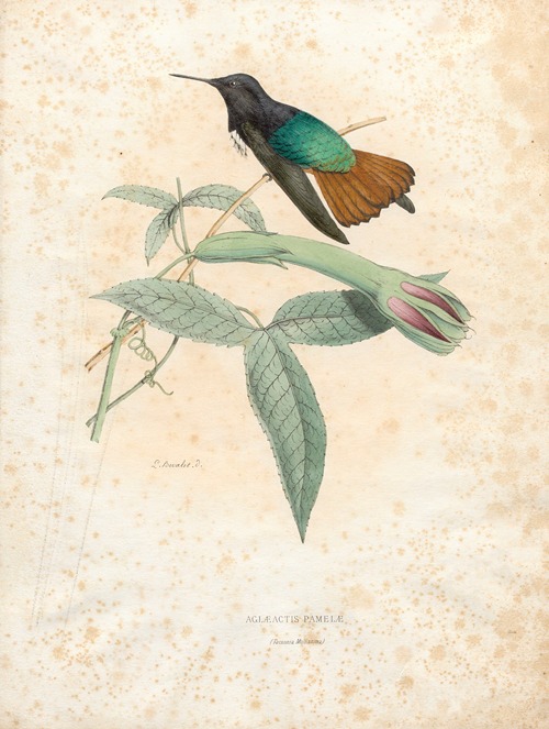 Aglaeactis Pamelae