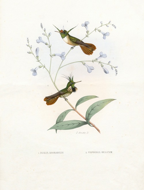 Diana Adorabilis, Paphosa Helenae