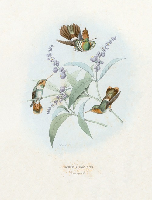 Lophornis Magnificus