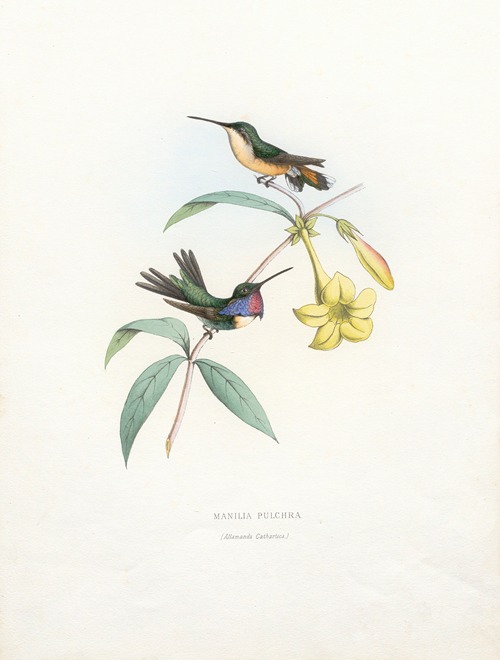 Manila Pulchra