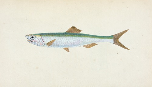 Anchovy, Clupea encrasicolus