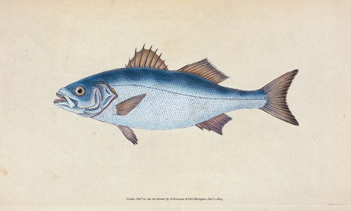 Basse, Perca labrax