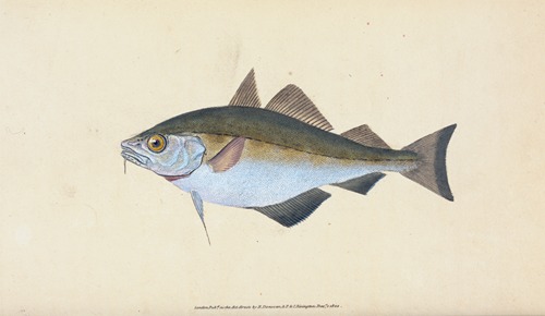 Bib, Gadus Luscus
