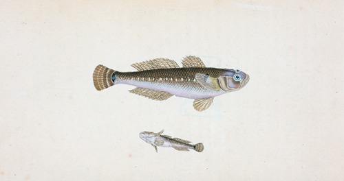 Black Goby, Gobius Niger