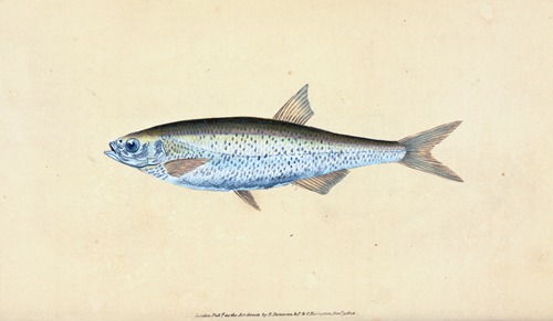 Bleak, Cyprinus Alburnus