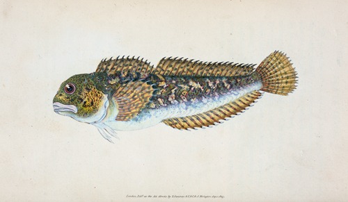 Blenny, smooth, Blennius Pholis