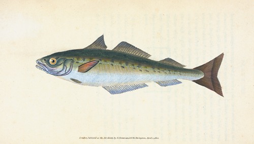 Coal Fish, Gadus Carbonarius