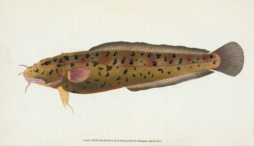 Cod, three-bearded, Gadus Tricirratus