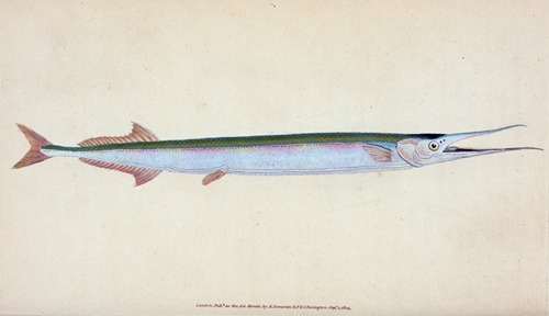 Common Gar-fish, Esox belone