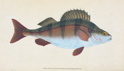 Common Perch, Perca Fluviatilis