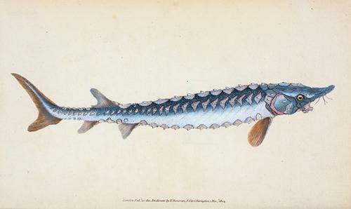 Common Sturgeon, Acipenser Sturio
