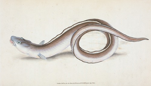 Conger Eel, Muræna Conger