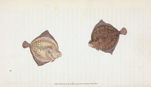 Cyclops Flounder, Pleuronectes Cyclops