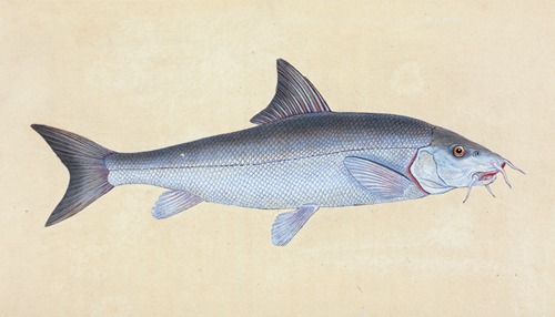 Cyprinus Barbus, Barbel