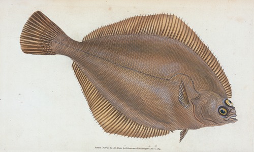Dab, Pleuronectes limanda