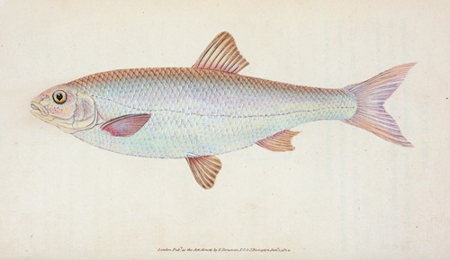 Dace, Cyprinus Leuciscus