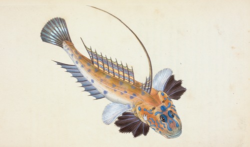 Dragonet, gemmous, Gallioyumus Lyra