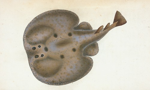 Electric Ray, Raja Torpedo