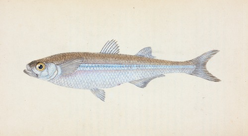 European Atherine, Atherina Hepsetus