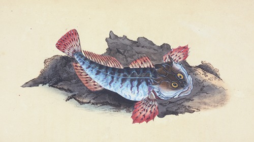 Father Lasher, or Sea Scorpion, Cottus Scorpius