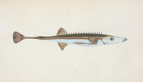 Fifteen-spined Stickleback, Gasterosteus spinachia
