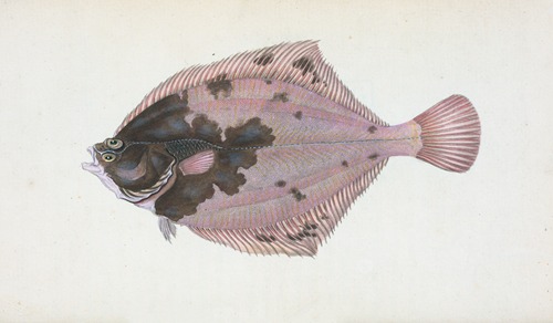 Flounder, Pleuronectes Flessus