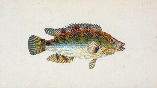 Goldfinny, Labrus Cornubiensis