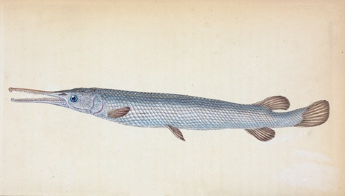 Great, or Bony Gar-fish, Esox Osseus