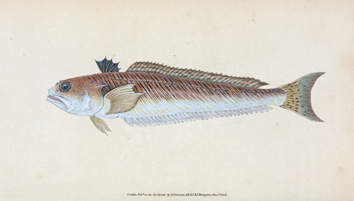 Greater Weever, or Sting-bull, Trachius Major