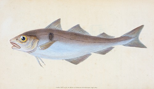 Haddock, Gadus Æglefinus