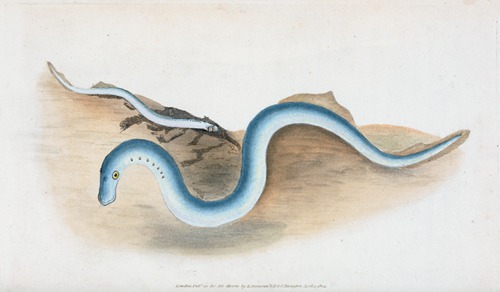 Lesser Lamprey, Petromyzon fluvialitis