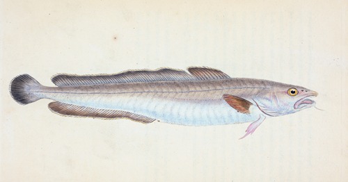 Ling, Gadus Molva