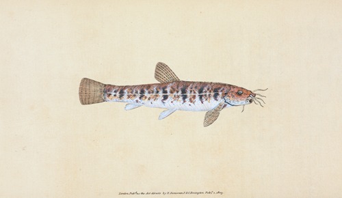 Loche, Cobitis Barbatula