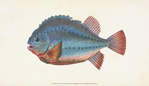 Lump Sucker, Cycloterus Lumpus