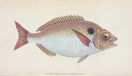 Lunulated Gilt-head, Sparus Aurata